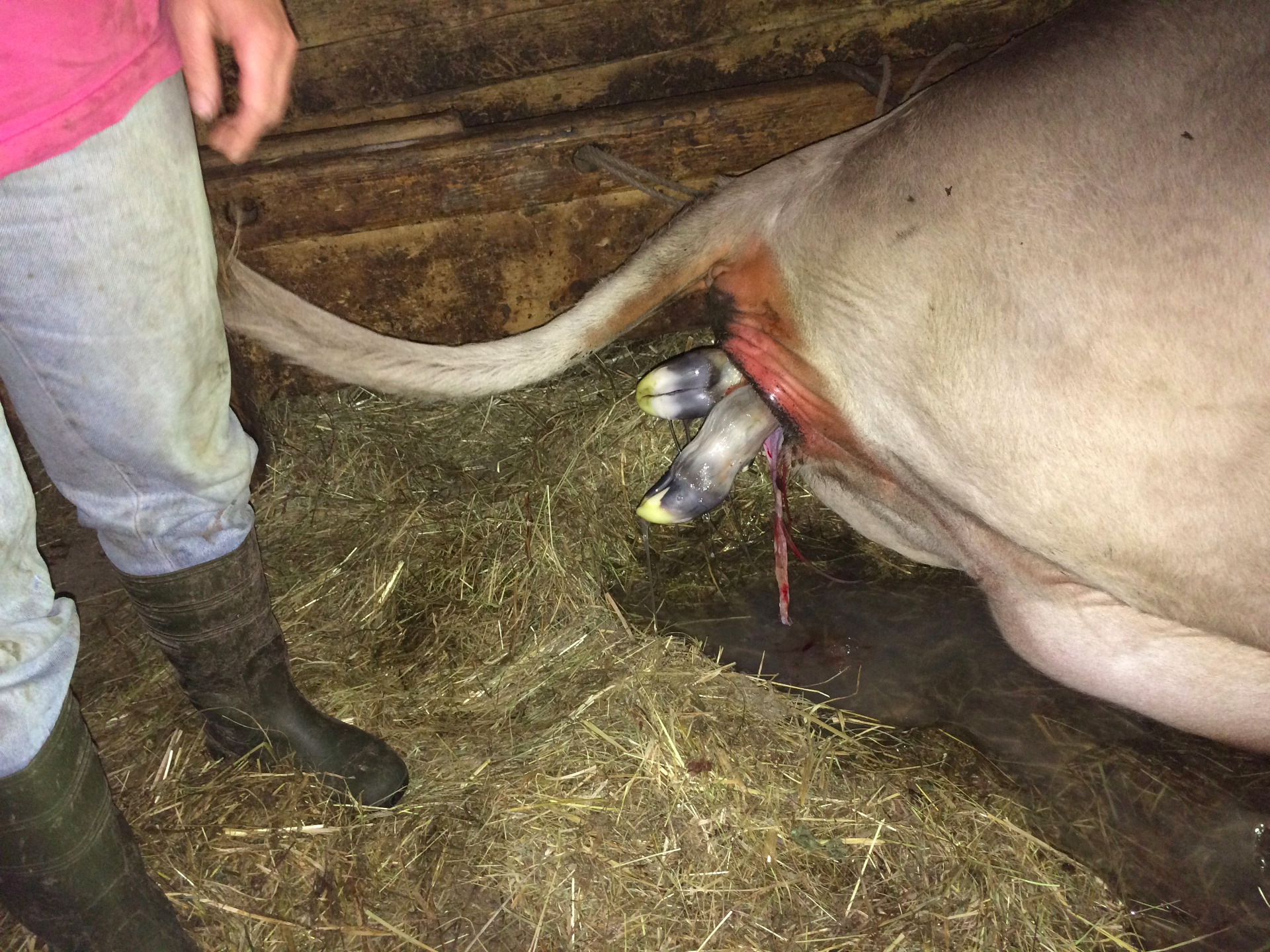 Die Vorderfüsse schauen schon raus